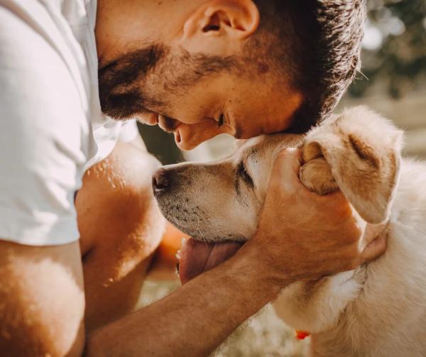 hrană câine  cea mai bună hrană pentru câine  ghid hrană câine începători  PetMart.ro hrană câini  hrană uscată câini  hrană umedă pentru câini  dietă veterinară câini  recompense dresaj câin