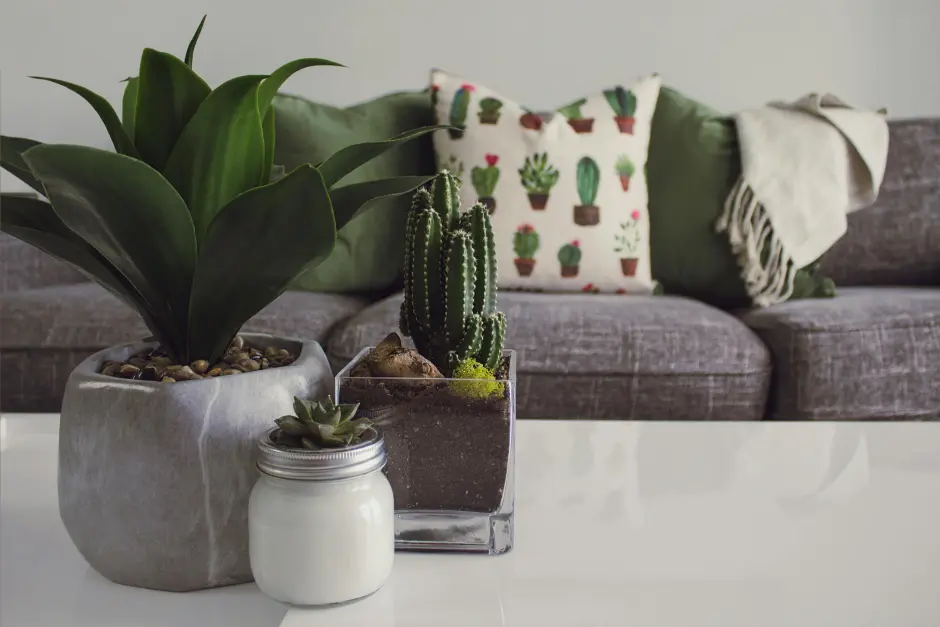 plante-perne-decorative.jpg