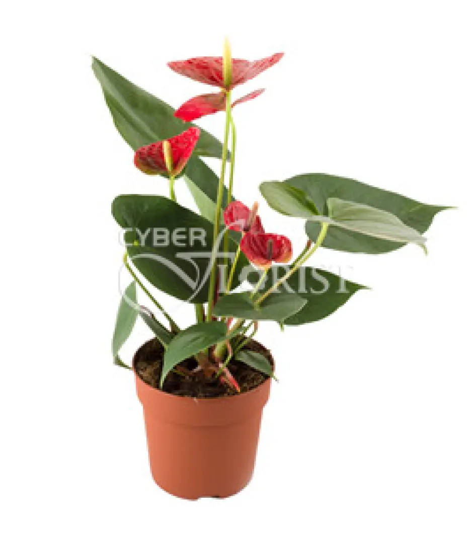 plante-anthurium-living.jpg